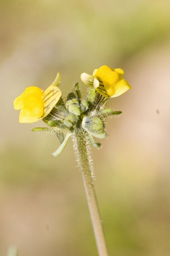 Linaria simplex